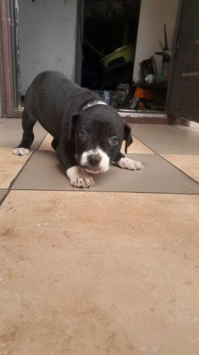 Цуцики підбуля 1,5 місяців