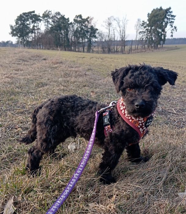 Husar piesek rasy Russkaya Tsvetnaya Bolonka