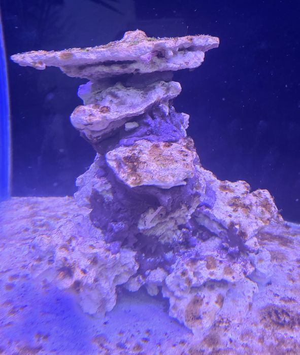 Żywa skała, sucha, naturalna półka aranżacja