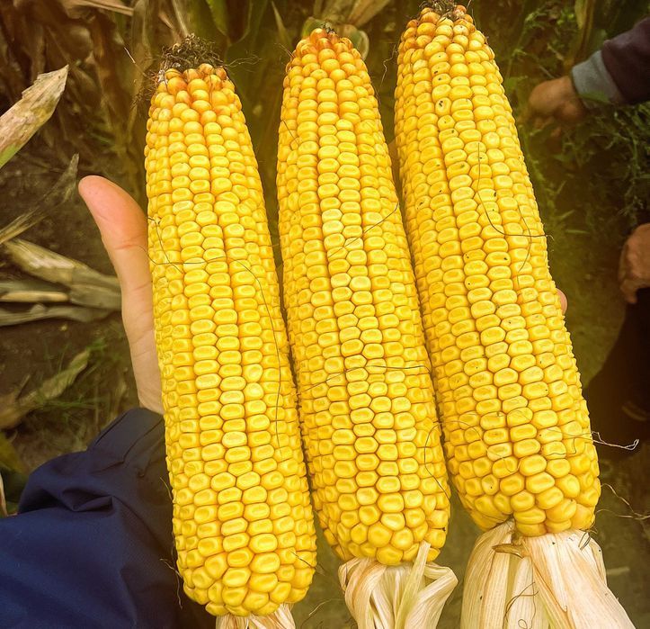 Nasiona kukurydzy na ziarno, NYSA – Promocja 15+1, możliwy KREDYT