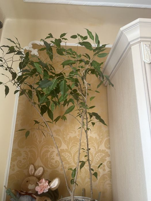 Кактус ,фикус,домашние растения
