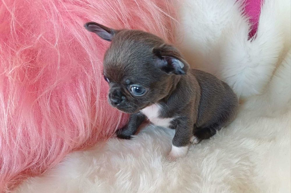 Chihuahua przepiękny niebieski maleńki chłopczyk