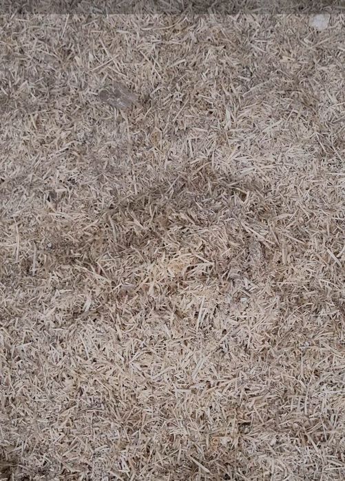 Продам ти рсу стружку