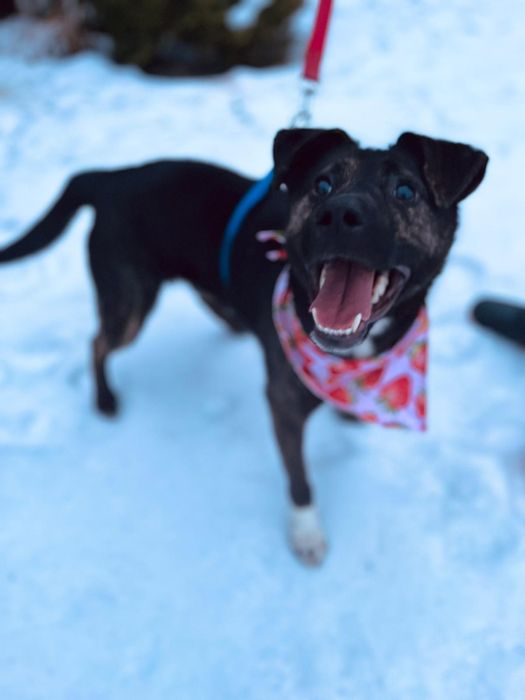 Platini fajny pies  do adopcji