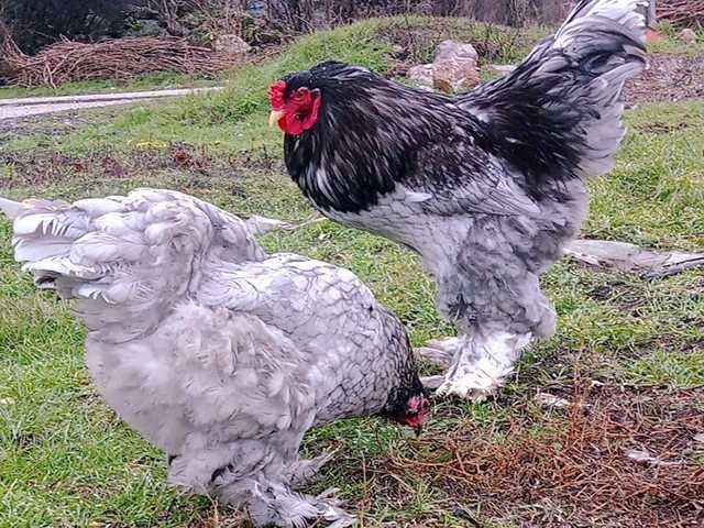 Яйце на інкубацію, курчата, Брама: блакитна, біле золото, темна.