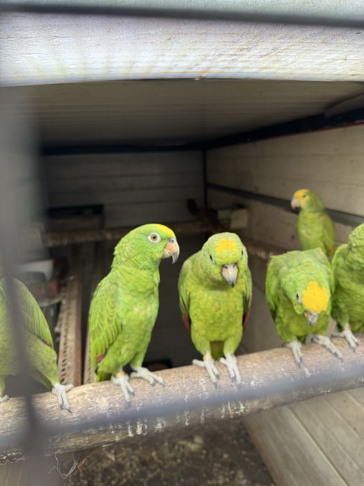 Papagaios amazonas ochrochephala
