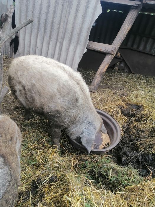 Угорська пухова мангалиця