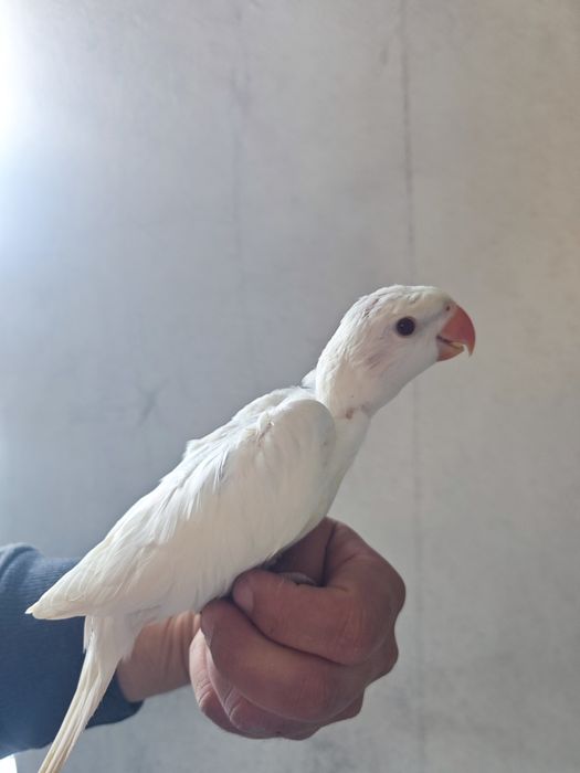 Ring Neck (psittacula krameri)