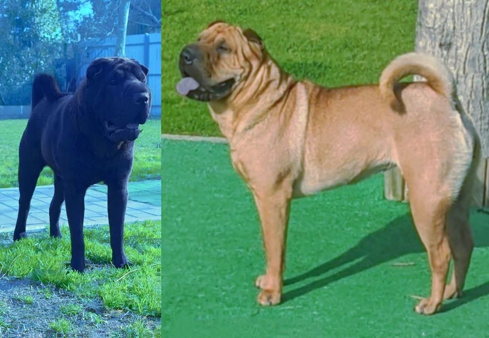 Shar pei.. bebes shar pei LOP Pedigree