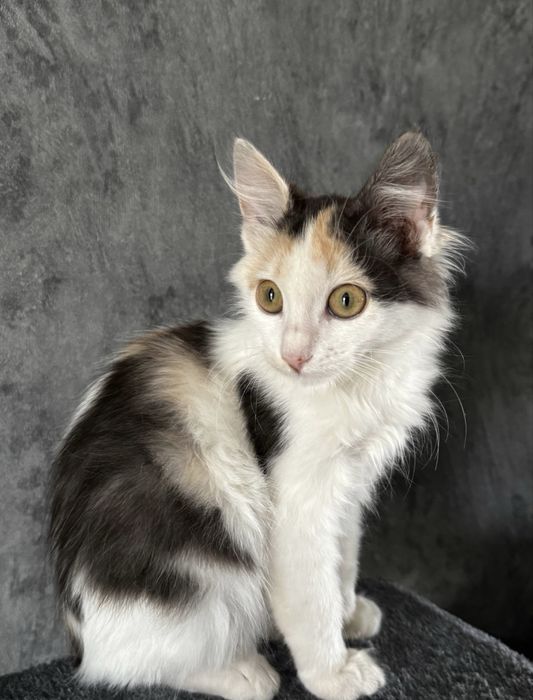 Кошеня у добрі руки