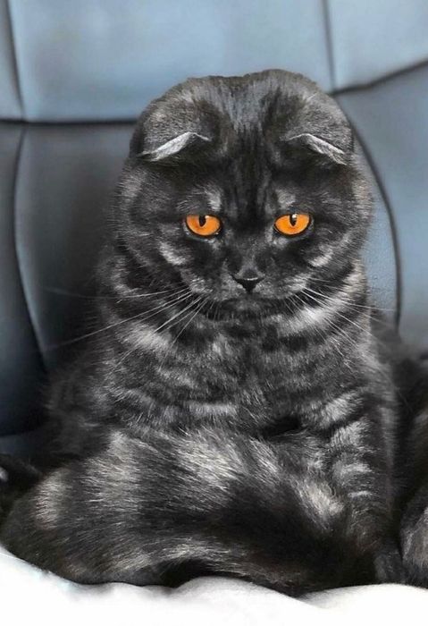 Британські котята