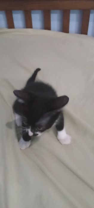Gatinho pantufas