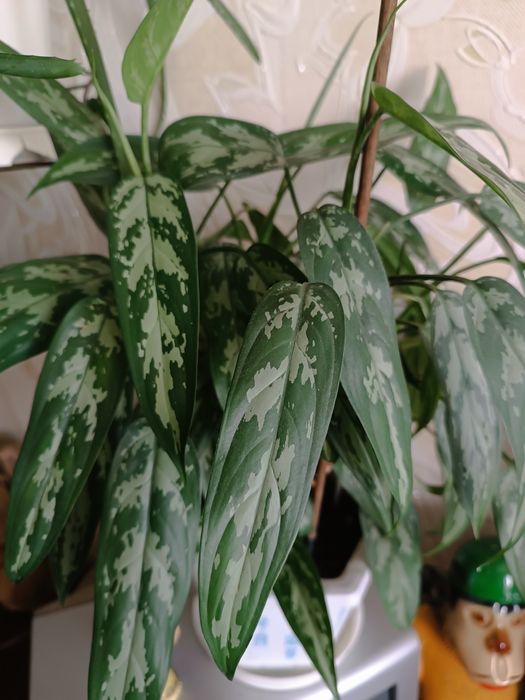 Квітка аглонема та та інші