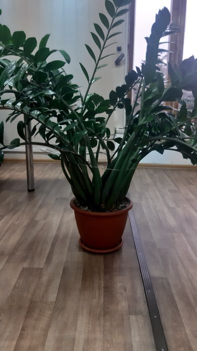 Заміокулькас з горщиком