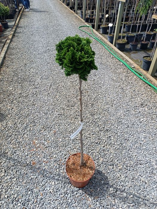 Cyprysik Nana Gracilis na pniu
