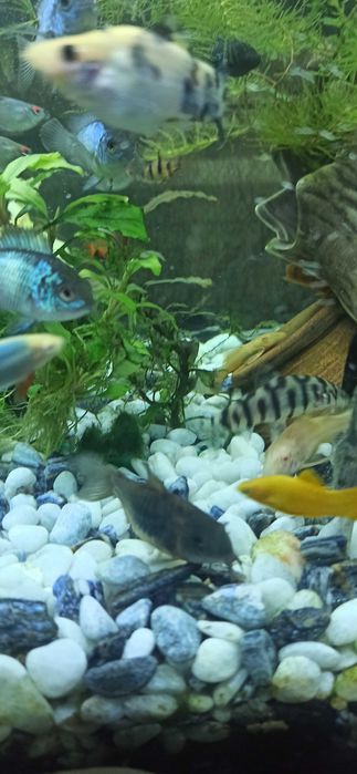 Боція мраморна продаю