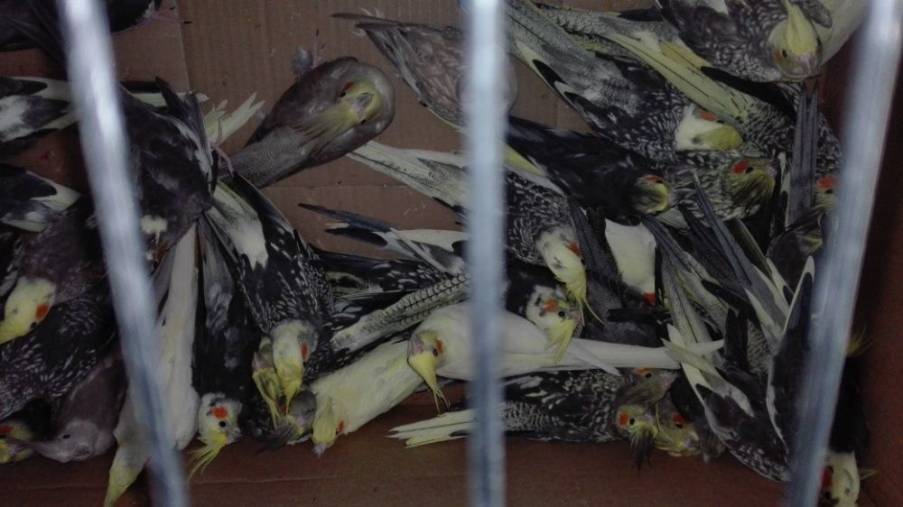 Vendo caturras machos e fêmeas