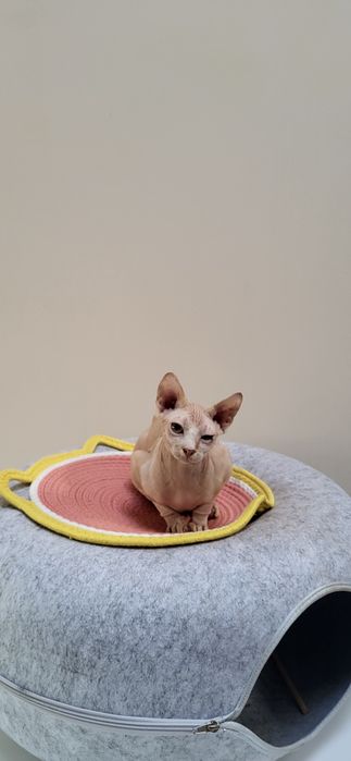 Sfinks kocurek BATMAN