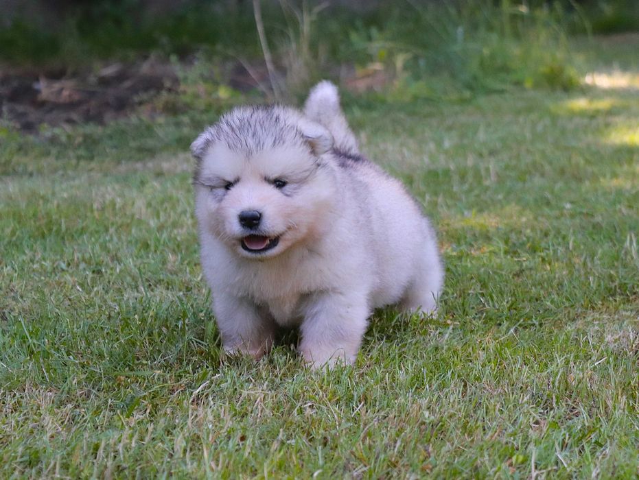 Alaskan Malamute szczeniak piesek