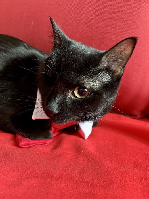 Отдам даром в добрые руки черную кошечку