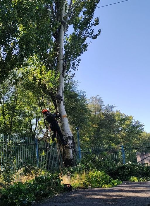 Зрізати дерево, обрізка гілок, срезать дерево, кронирование, арборист
