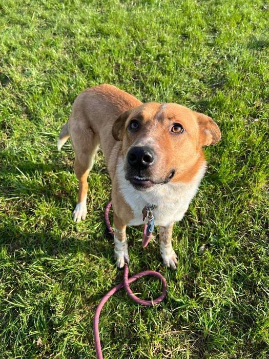 Bax szuka pilnie domu