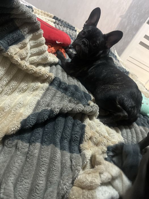 В продажі дівчинка французького бульдога