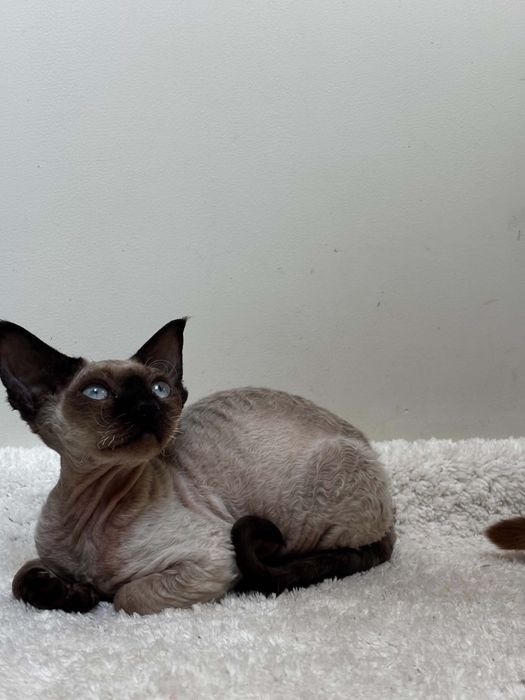 Devon rex point, kocur devon rex FPL, FIFE