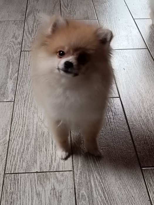 Pomeranian  suczka z paszportem