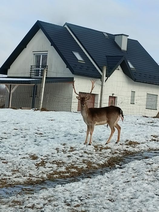 Daniele byk i 2 łanie likwidacja stada
