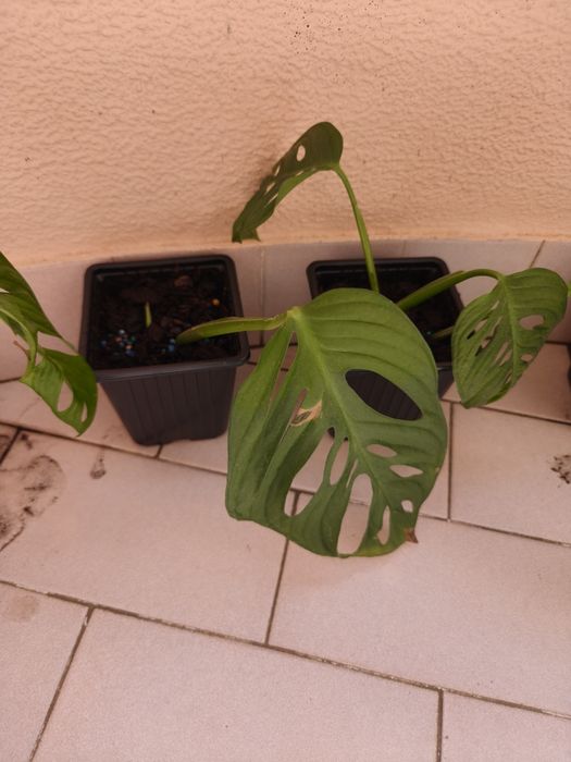 Monstera oblíqua adansonii.