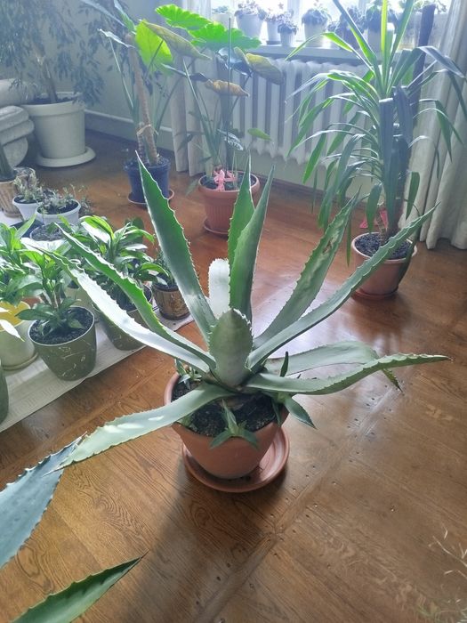 Кактус Агава. Ціна договірна