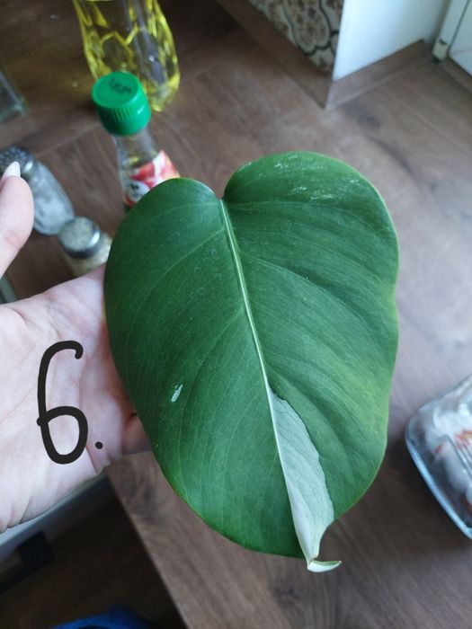 Monstera variegata ukorzenione pędówki z liściem