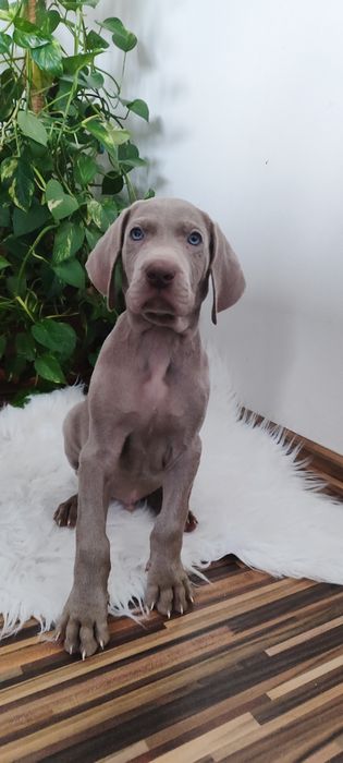 Wyżeł Weimarski gotowy do odbioru