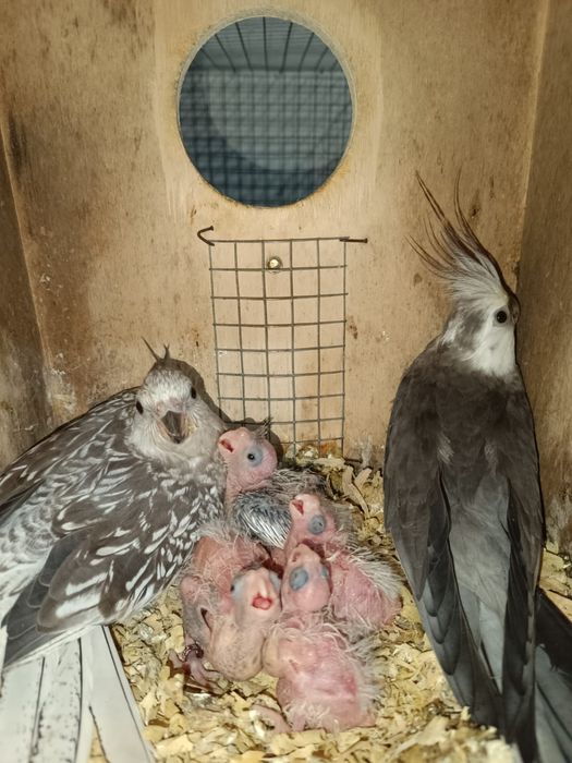 Caturras jovens e adultas