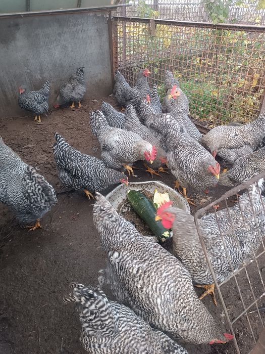 Амрокс молоді півні