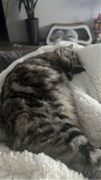 Чистокровные шотландские ( мама - прямые ушки, папа вислоухий)