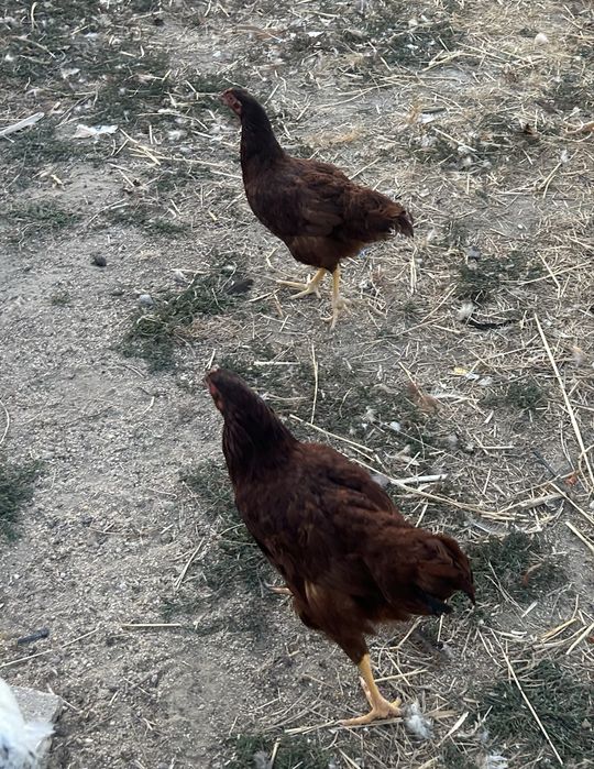 Trio de rhode island red  jovens ou mais quantidades