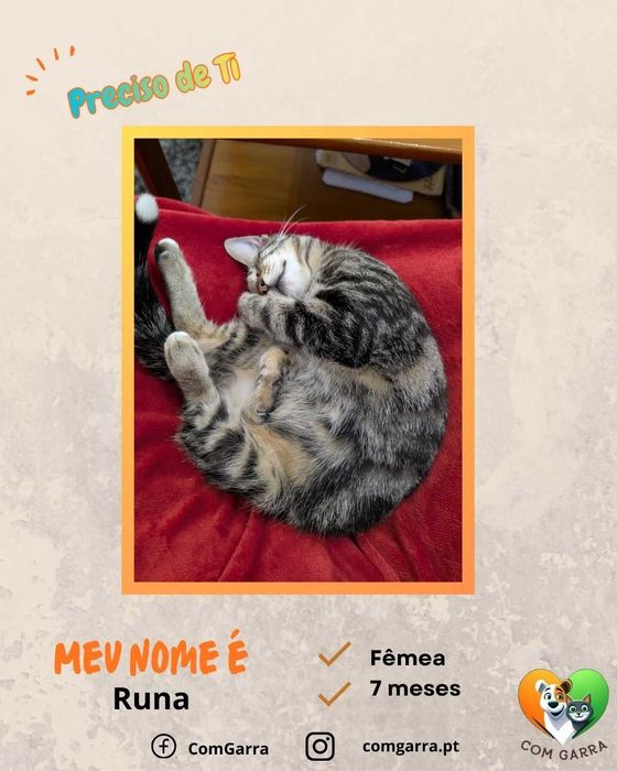 Gatinhos à procura de um lar