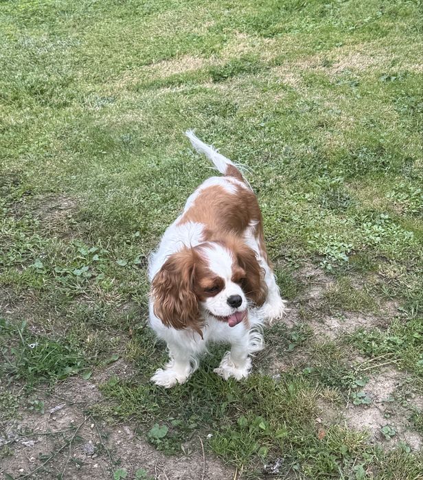 Cavalier King Charls Spaniel - Suka