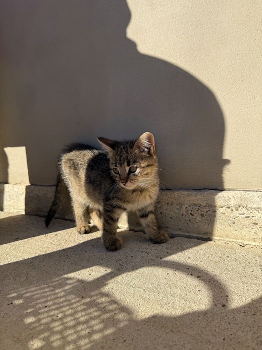 Тварини коти безкоштовно