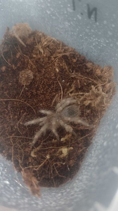 Nhandu Tripepii 1,5 DC