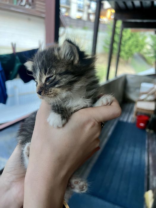 Віддам в дар кошеня