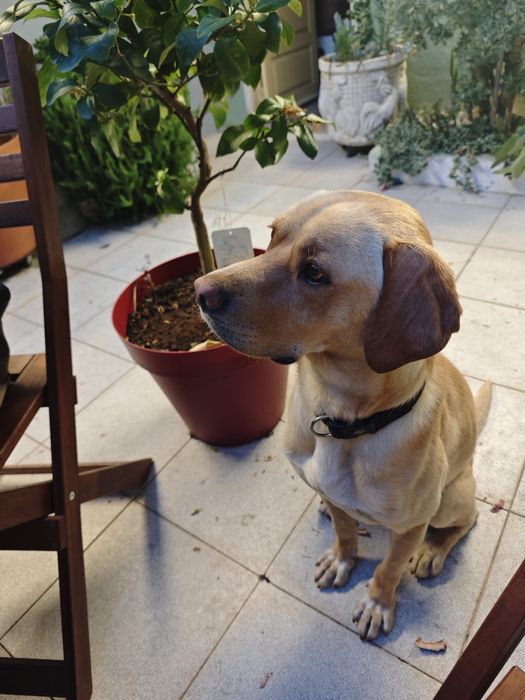 Doacao de cachorro