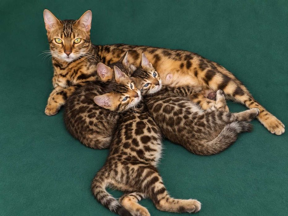 Кошенята бенгалів, бенгали