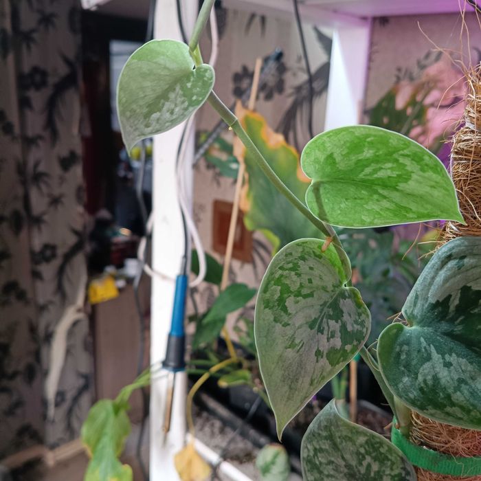 scindapsus silver Ann-cięty szczyt