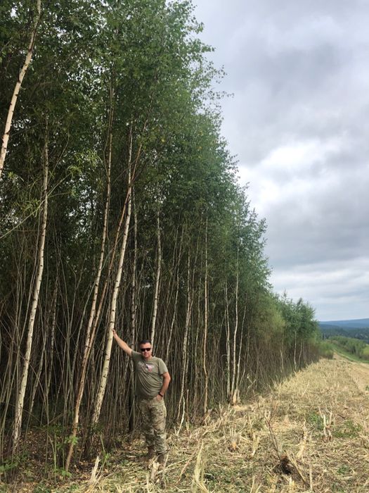 Likwidacja lub  koszenie plantacji wierzby , usuwanie  zagajników.