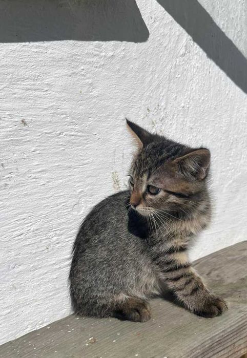 кошенята у добрі руки