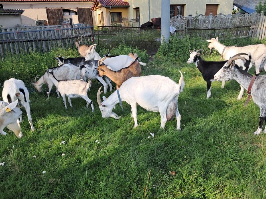 Kozie mleko dostępne
