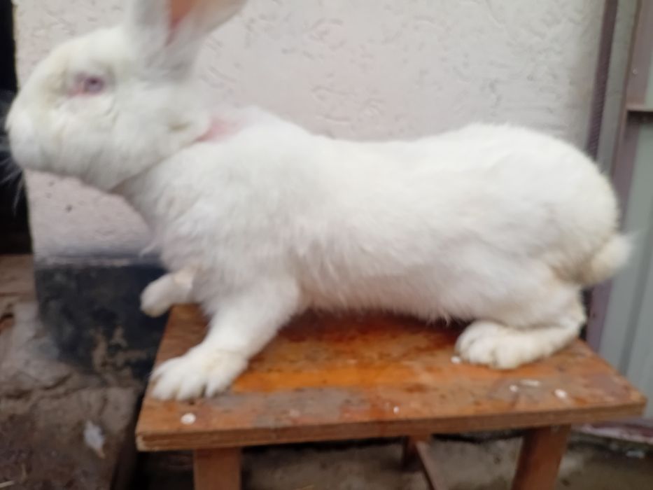 Кролі сірий великан